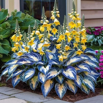 LAST DAY: BUY 3 GET 2 FREE🍃Rare Hosta Seeds🌿Survival rate of up to 95%